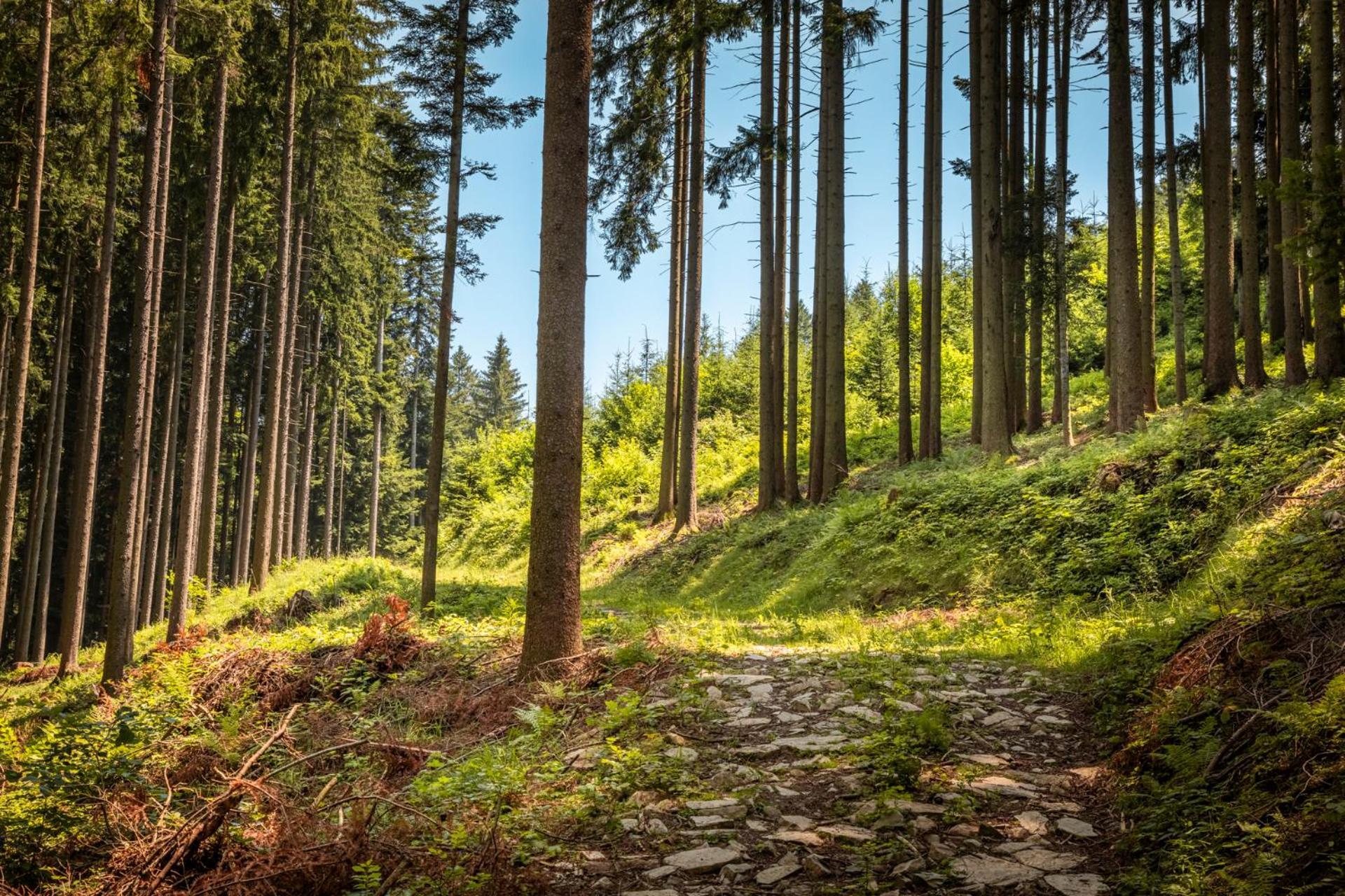 Ferienwohnung Angerlgut Sankt Koloman エクステリア 写真